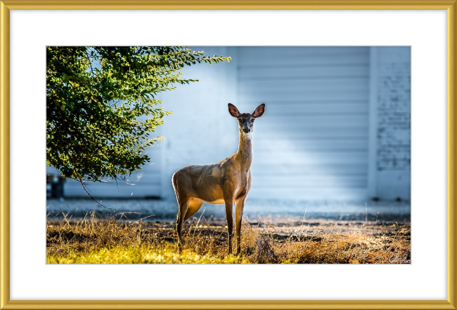 Deer Portrait Frame