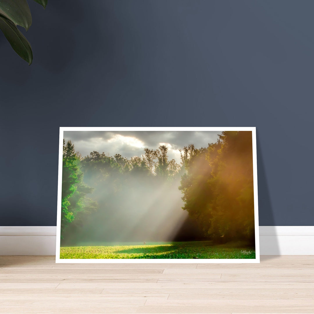 Morning Light Print