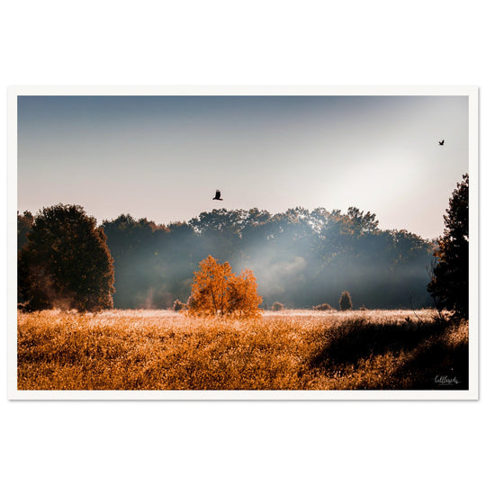 The Wild Print
