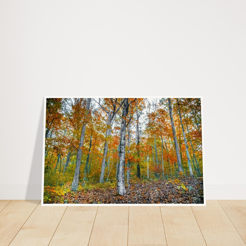 Fall in Arkansas Print