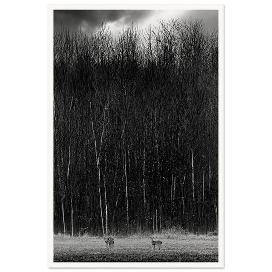 The Tall Trees Print