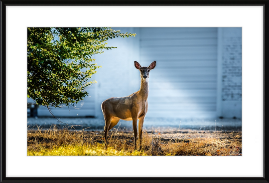 Deer Portrait Frame