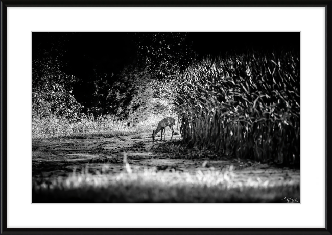 Deer in the Corn Frame