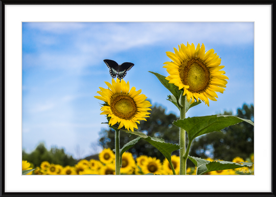 Butterflies and Sunflowers Frame