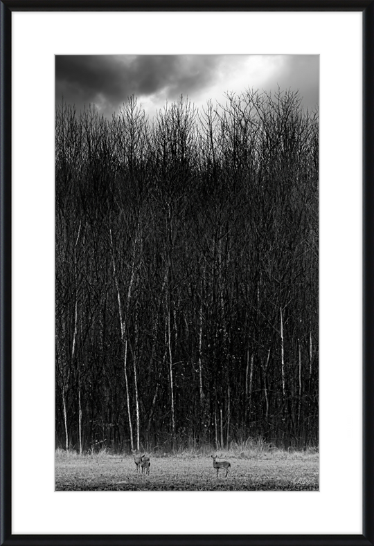 The Tall Trees Frame