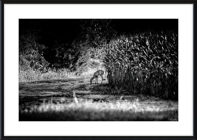 Deer in the Corn Frame