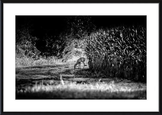 Deer in the Corn Frame