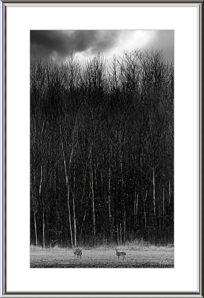 The Tall Trees Frame