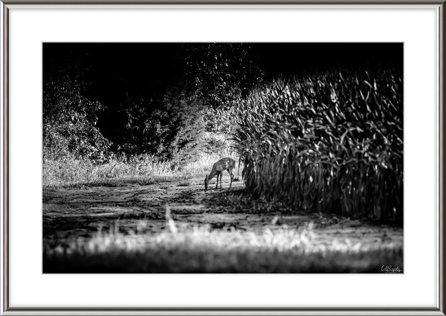 Deer in the Corn Frame