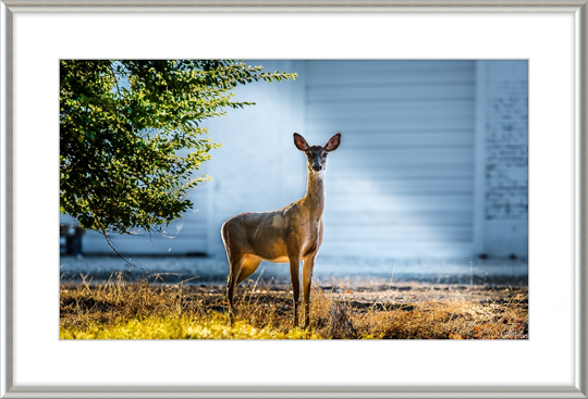 Deer Portrait Frame