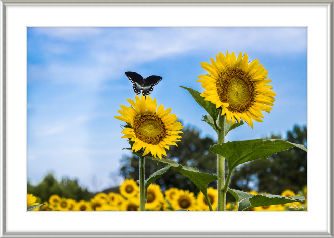 Butterflies and Sunflowers Frame