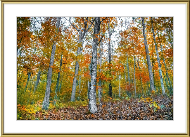 Fall in Arkansas Frame