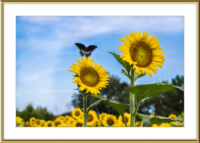 Butterflies and Sunflowers Frame