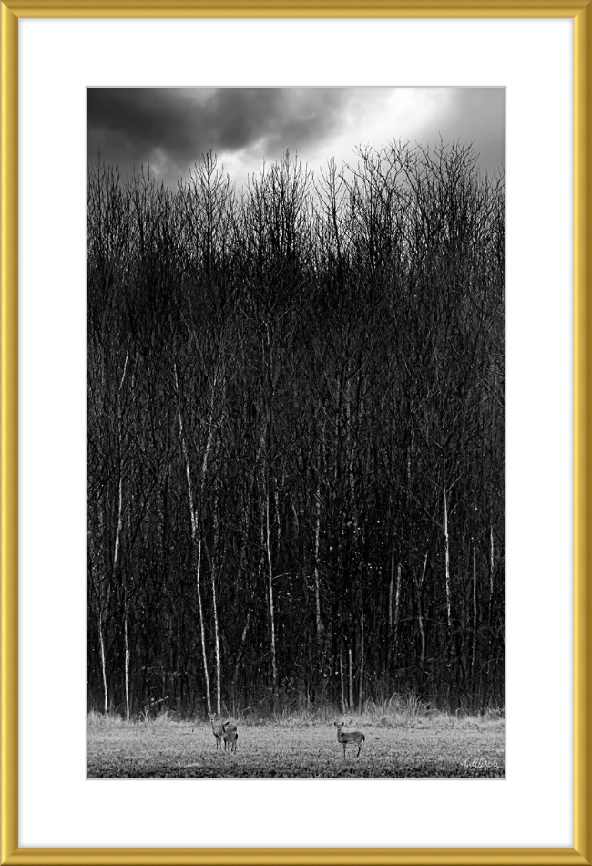 The Tall Trees Frame