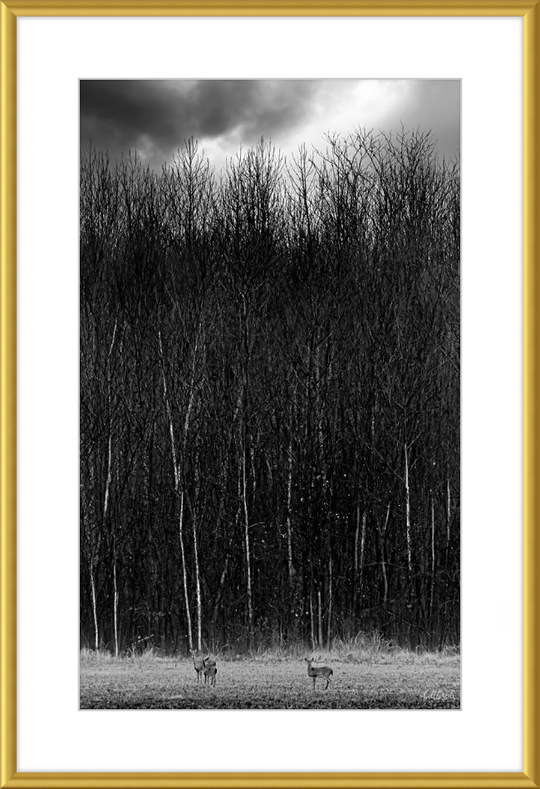 The Tall Trees Frame