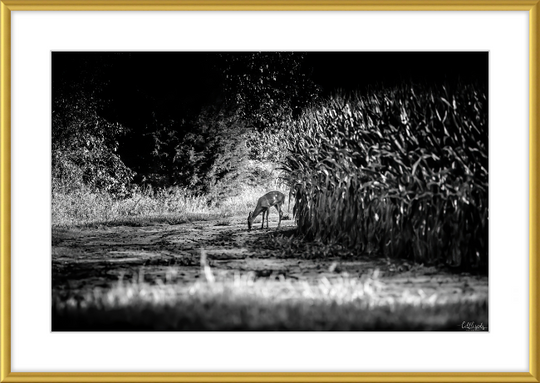 Deer in the Corn Frame