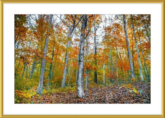 Fall in Arkansas Frame