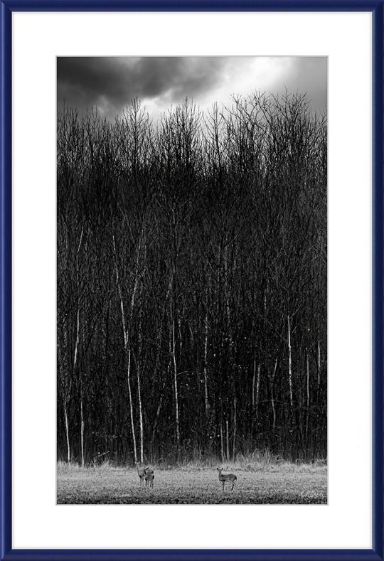 The Tall Trees Frame