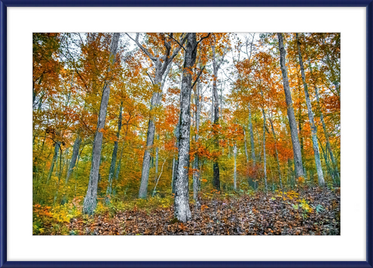 Fall in Arkansas Frame