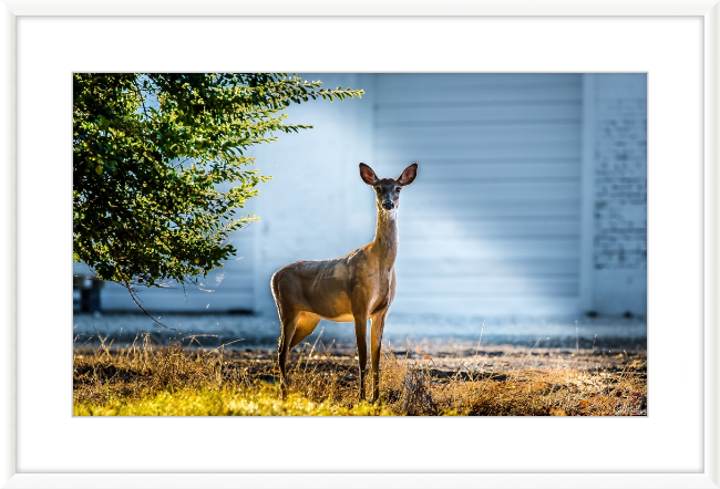 Deer Portrait Frame