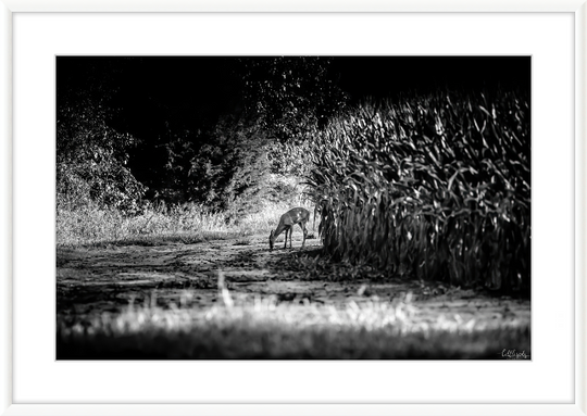 Deer in the Corn Frame