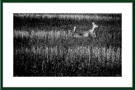 Deer on the Run Frame