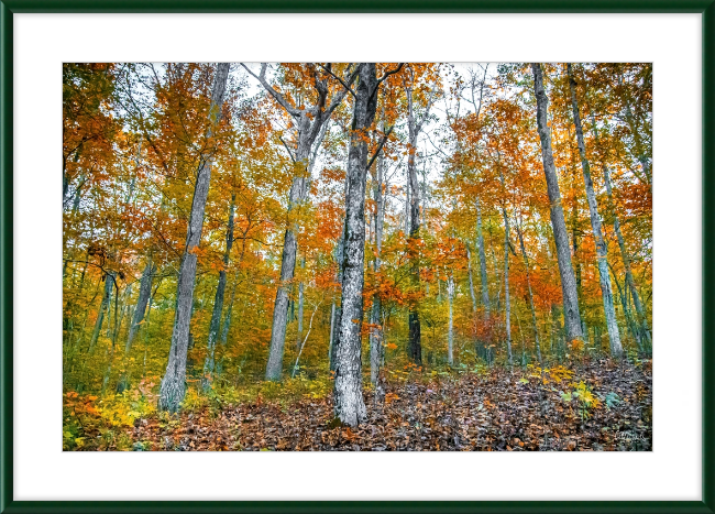 Fall in Arkansas Frame