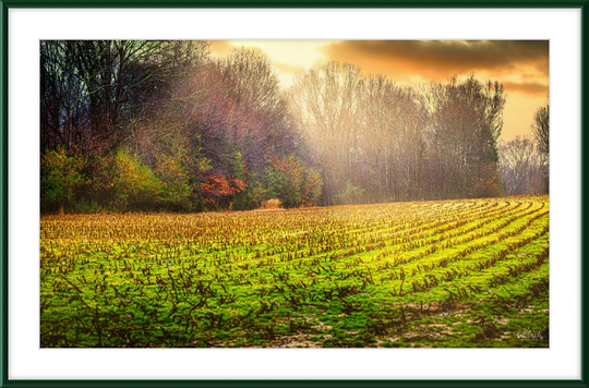 Early Fall Walk Frame