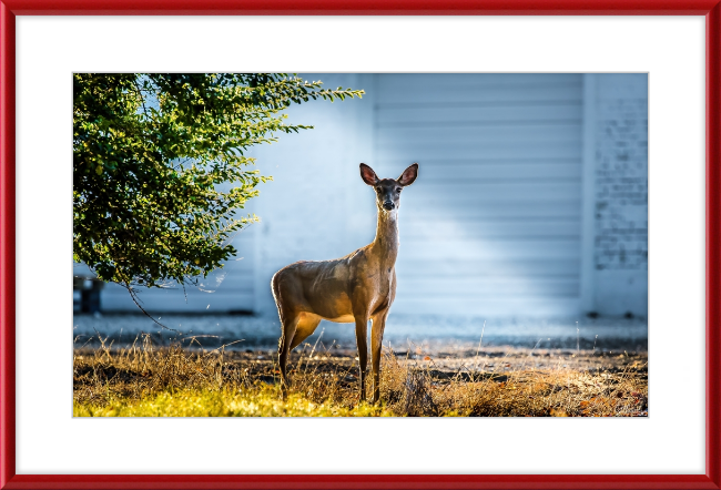 Deer Portrait Frame