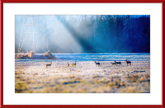 Frozen Deer Frame