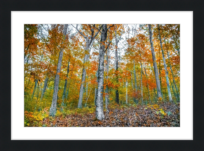 Fall in Arkansas Frame