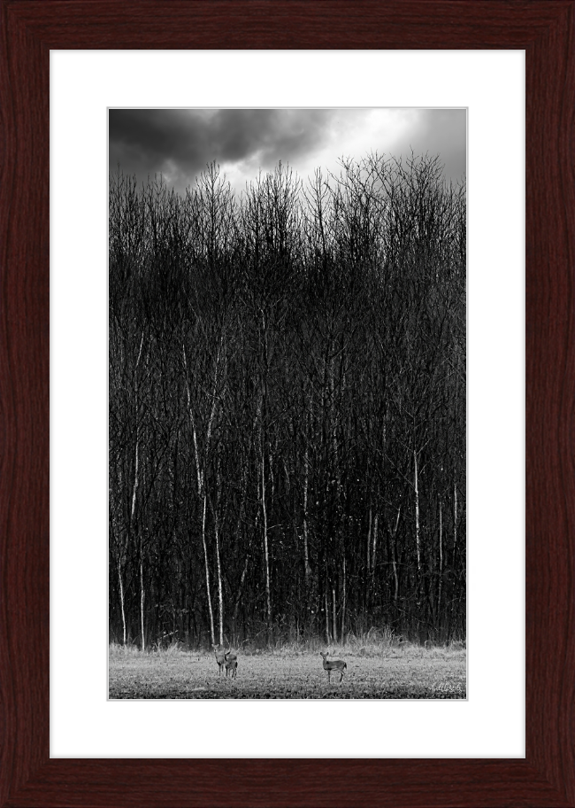 The Tall Trees Frame