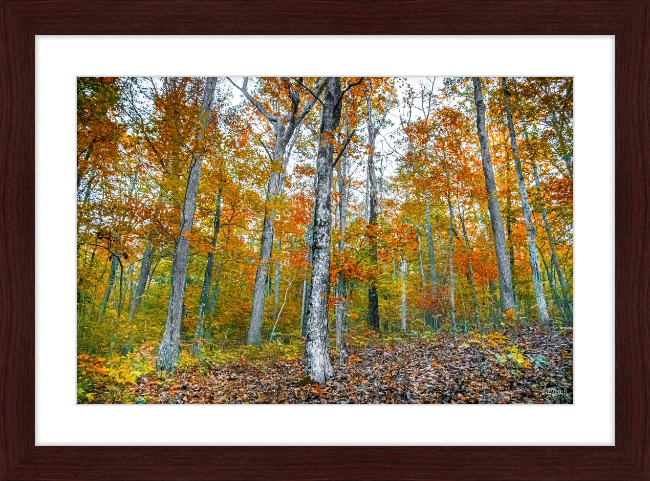 Fall in Arkansas Frame