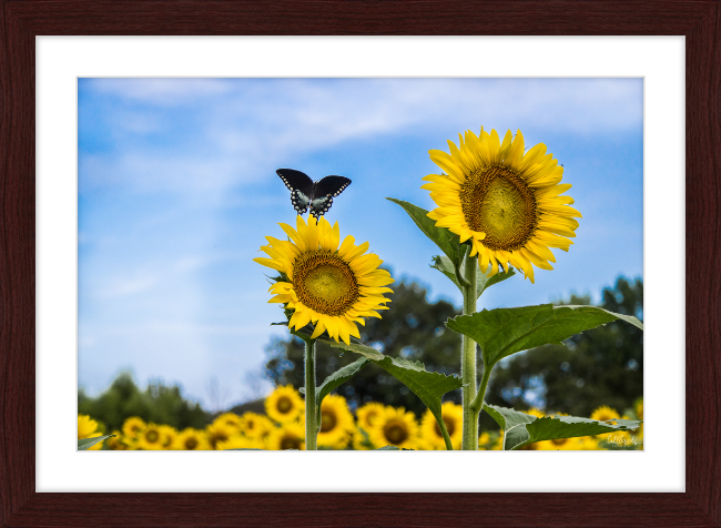 Butterflies and Sunflowers Frame