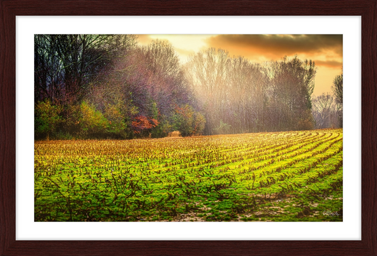 Early Fall Walk Frame