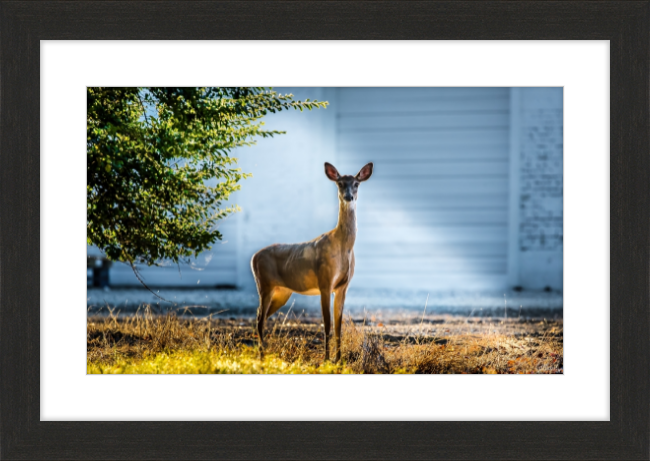 Deer Portrait Frame