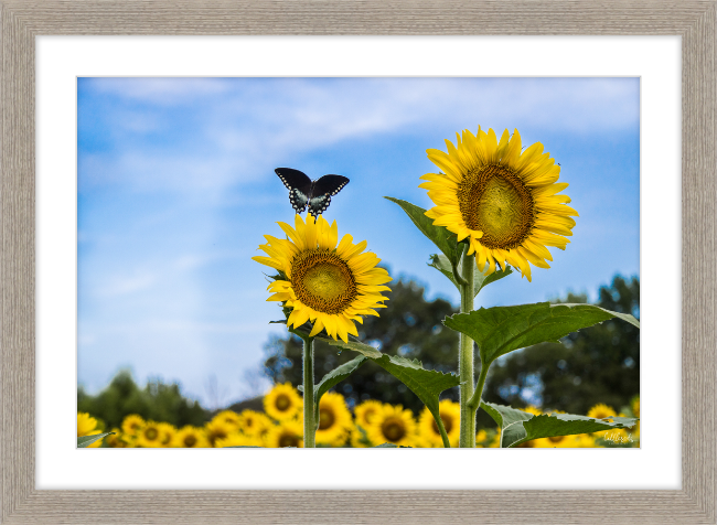 Butterflies and Sunflowers Frame