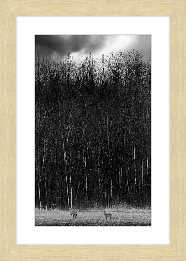 The Tall Trees Frame