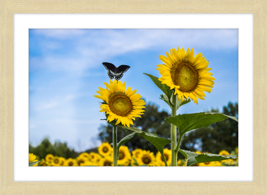 Butterflies and Sunflowers Frame