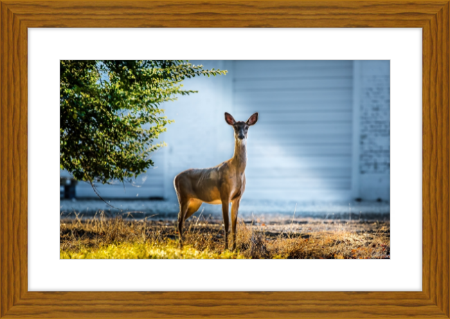 Deer Portrait Frame