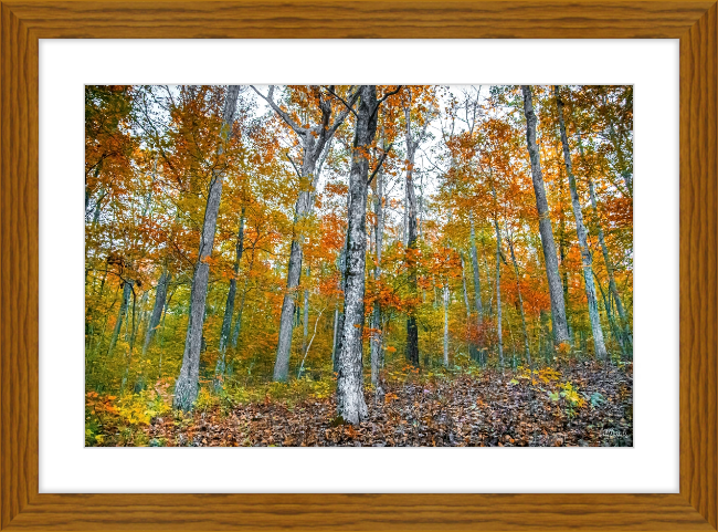 Fall in Arkansas Frame