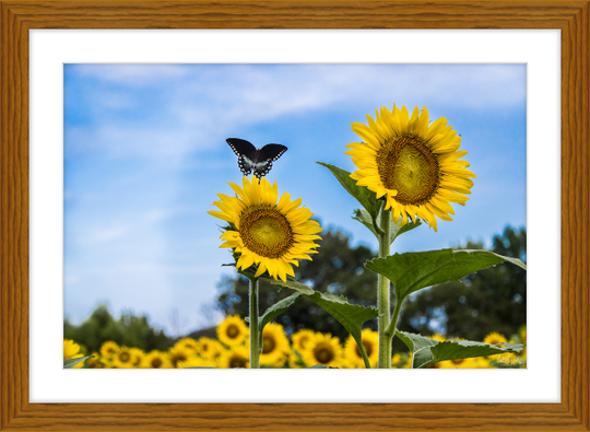 Butterflies and Sunflowers Frame