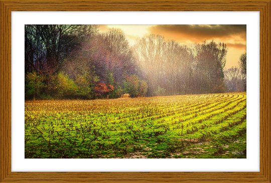 Early Fall Walk Frame