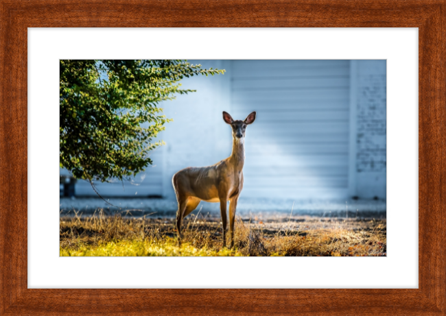 Deer Portrait Frame