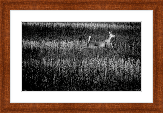 Deer on the Run Frame