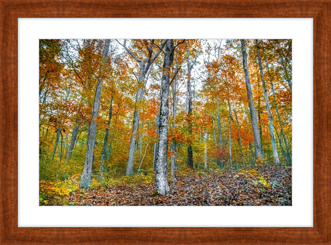 Fall in Arkansas Frame