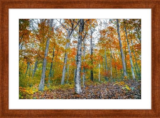 Fall in Arkansas Frame