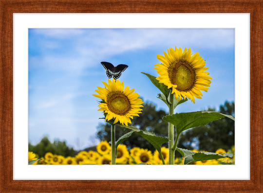 Butterflies and Sunflowers Frame