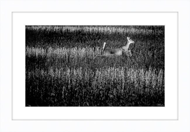 Deer on the Run Frame