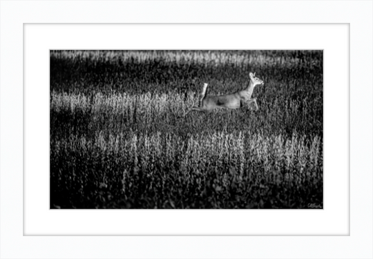 Deer on the Run Frame